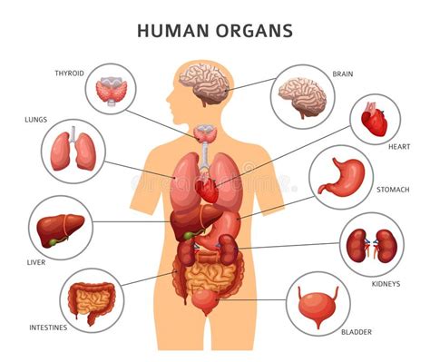 It is widely believed that there are 100 organs; Human Body Anatomy Vector Illustration. Male Skeleton ...