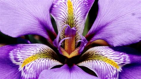 Beautiful Iris Flowers Hd1080p Youtube