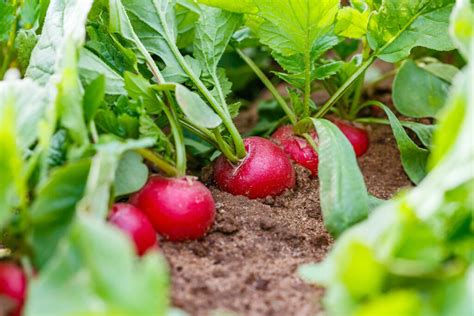 Growing Radishes Sowing And Care Plantura