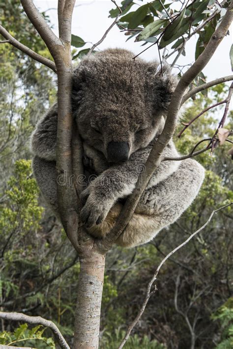 Koala Bear Sleeping In Tree Stock Photo Image 35632078
