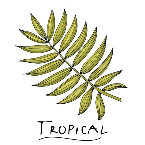 Premium Vector Tropical Or Forest Pinnate Leaf With Many Shades Of