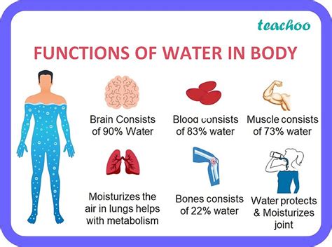 Class 6 What Are The Functions Of Water In Body Teachoo Science