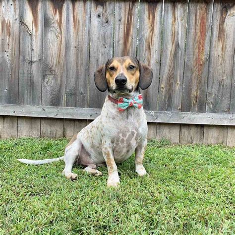 Beagle Dachshund Mix How To Take Care Of Your Doxle