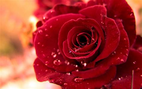 Red Roses Most Popular Rose Rose Wallpapers Beautiful Rose Red