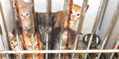 Maybe you would like to learn more about one of these? The Deadly Consequences of 'No-Kill' Policies | PETA