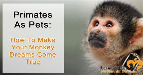 Primates As Pets How To Make Your Monkey Dreams Come True