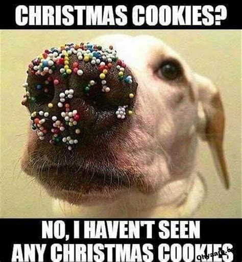 Christmas Funny Memes 2020 Images Oh Yaaro