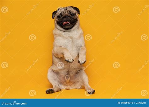 Happy Adorable Dog Smile On Yellow Backgroundcute Puppy Pug Breed