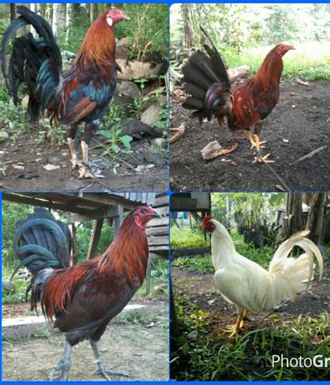 Meskipun merupakan jenis ayam yang memiliki postur yang besar dan ketahanan yang kuat. Komunitas Ayam Sabung (ayam Bangkok/ayam philipin/ayam peru)Punggur