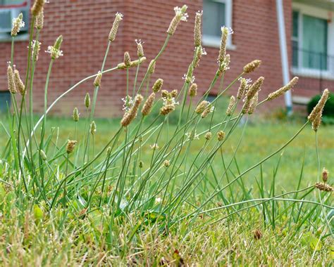 Specialist Controlling Lawn Weeds In Drought Carries Risks