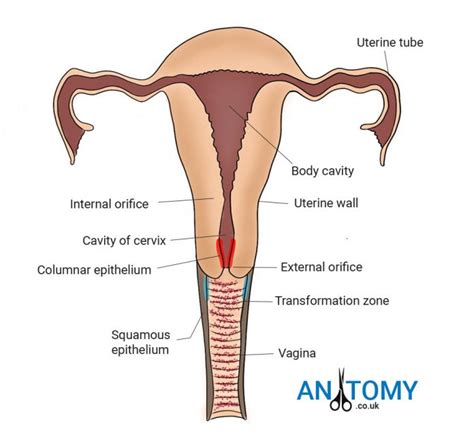 Cervix Anatomy Parts Diagram Images Function Structure