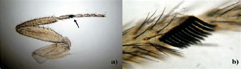 B In Drosophila Melanogaster Male A Front Leg With B Download Scientific