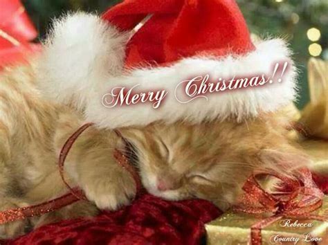 Merry Christmas Kitty ~ღ~ Merry Christmas ~ღ~ Pinterest