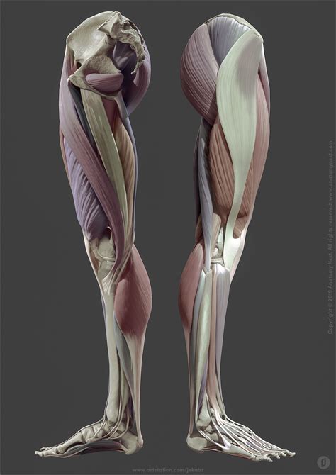 Artstation Leg Anatomy Jekabs Jaunarajs Leg Anatomy Man Anatomy