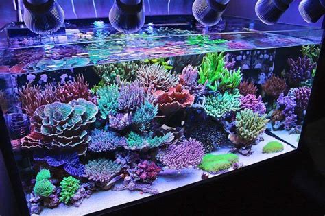 Best Tanks From Around The World Page 48 Coral Reef Aquarium