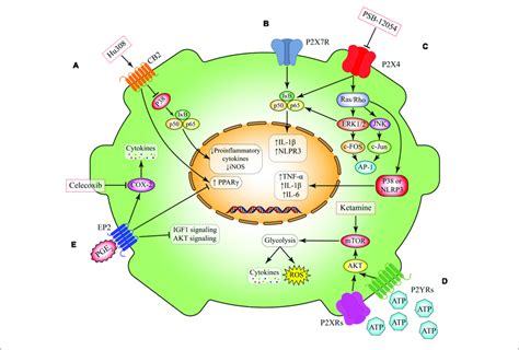Metabolic Pathways In Microglia A Activation Of Cb2 Receptors That