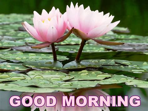 Download and use 20,000+ good morning stock photos for free. Good Morning Wish, Images and Flowers - Mojly