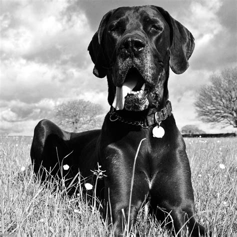 Black And White Great Dane Photography Greatdaneinfo Great Dane