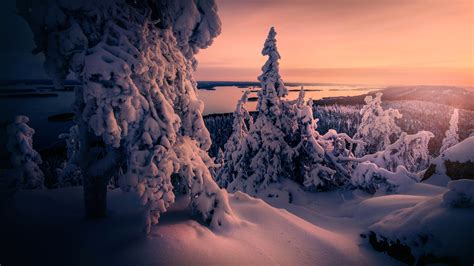 Winter Snow Covered Trees 4k Wallpapers Hd Wallpapers Id 29992