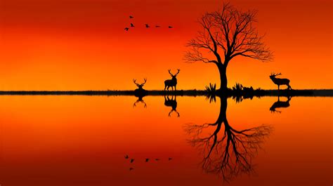 Wallpaper Sunlight Trees Landscape Deer Birds Animals Sunset