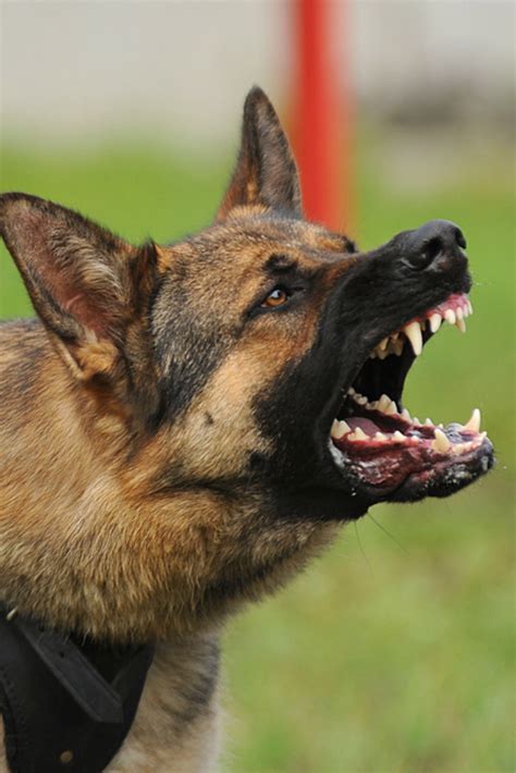 Are Black German Shepherds More Aggressive