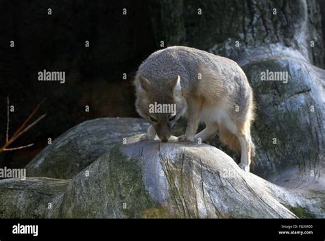 North American Swift Fox Exploring Vulpes Velox Stock Photo Alamy