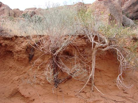 Amazing Adaptations Of Utahs Desert Plants Wild About Utah