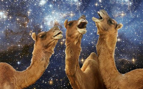camel space wallpapers top free camel space backgrounds wallpaperaccess