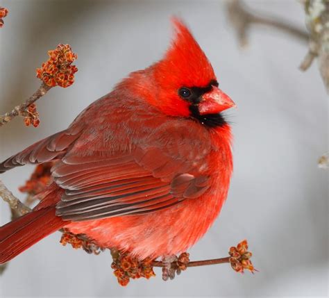 ≡ 10 Majestic Birds That Will Take Your Breath Away Brain Berries