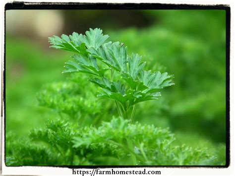 Flat leaf tends to be easier to control, and it isn't as tough, says jason potanovich, chef instructor of the american bounty restaurant at the culinary institute of america in hyde park, n.y. Parsley - Farm Homestead