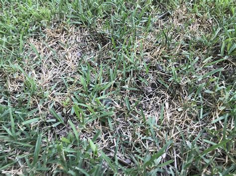 Please Help Brown Dying Spots In My Zoysia Photos Included The