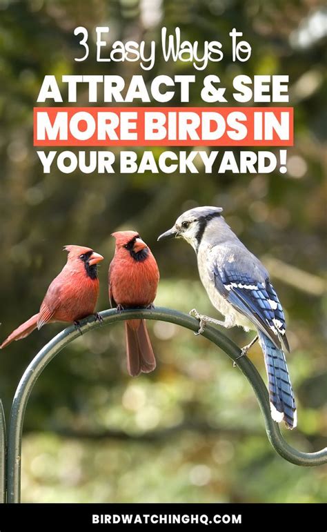 How do you attract parrots to your balcony? Attract Birds With These SIMPLE Strategies 2020 - Bird ...