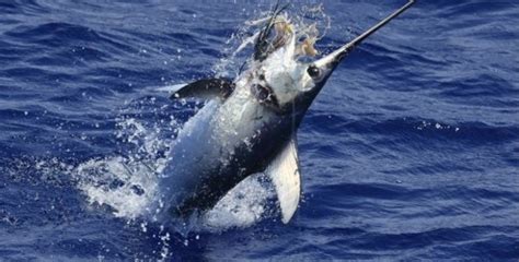 Fish Facts Can Swordfish Be Safely Released Fishing World
