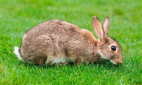 Conejos Características Hábitat Alimento Cuidados Domesticación