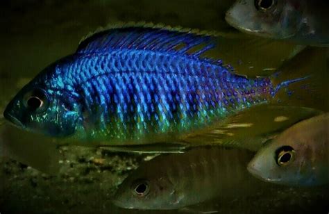 Placidochromis Sp Jalo Jalo Reef 68cm