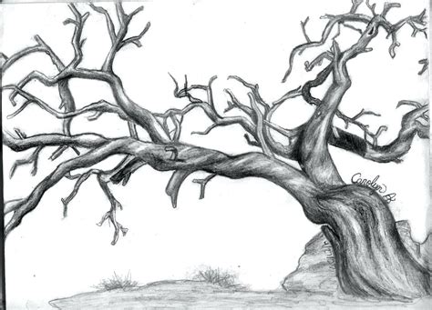Oak Tree Branch Drawing At Paintingvalley Explore Collection Of