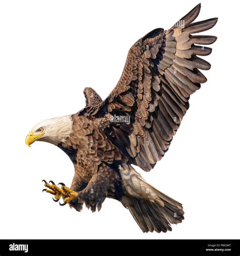 American Eagle Bald Eagle Cut Out Stock Images And Pictures Alamy