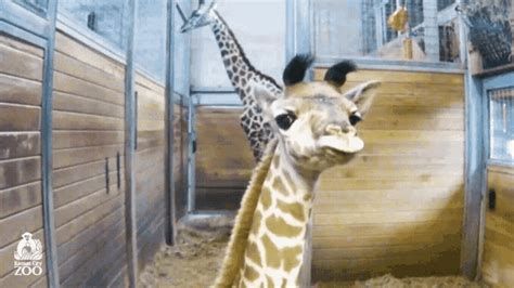 Baby Giraffe Gif Baby Giraffe Discover Share Gifs