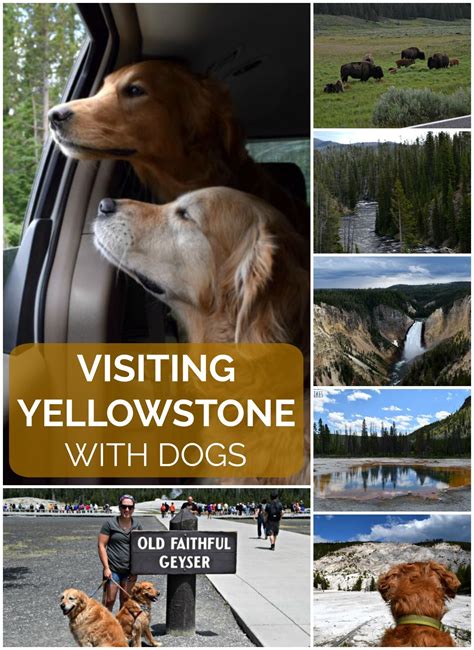 Are Pets Allowed At Yellowstone National Park Pets Retro