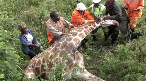 wildlife officials in kenya act quickly to remove tyre stuck around giraffe s neck buy sell
