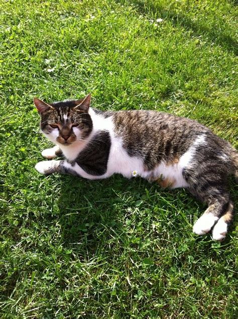 Oder findet man seine traumkatze vielleicht sogar über den kleinanzeigenteil der örtlichen zeitung? Bildergalerie: Wieder Katze verschwunden