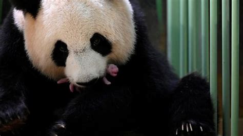 New Archaeological Research Finds Close Relatives Of Giant Pandas Lived
