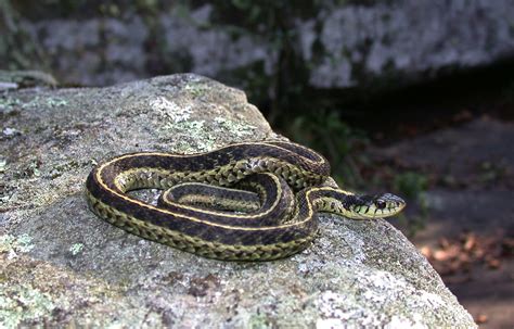 Eastern Garter Snake