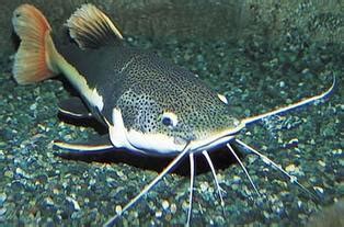 Color is pale blue to gray on the back and sides, fading to white on the lower sides and belly. Chordata