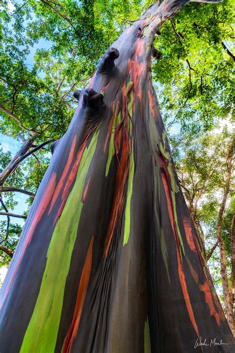 Rainbow Eucalyptus Tree Big Island Hawaii Wade Morales Hawaii