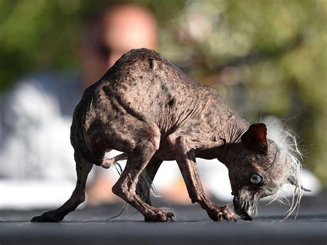 The Worlds Ugliest Dog And The Case Of The Libelous Oozing Sore The