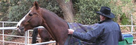Let's get into that now. Does My Horse Need a Winter Blanket? | Equestrian Barns ...