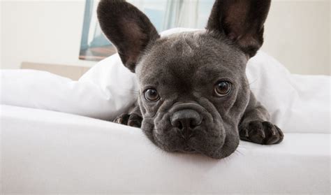 Dogs have an extra eyelid called the third eyelid. Ask Frankie - The #1 website for french bulldog owners and ...