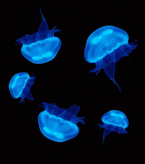 873 the moon jellyfish products are offered for sale by suppliers on alibaba.com, of which holiday lighting accounts for 1%, aquariums accounts for 1%, and decorations & ornaments accounts for 1%. 5 x Moon Jellyfish Mix Bundle - UK Jellyfish
