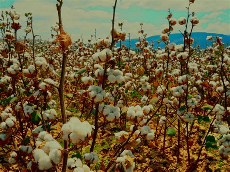 Step By Step Guide To Grow Cotton